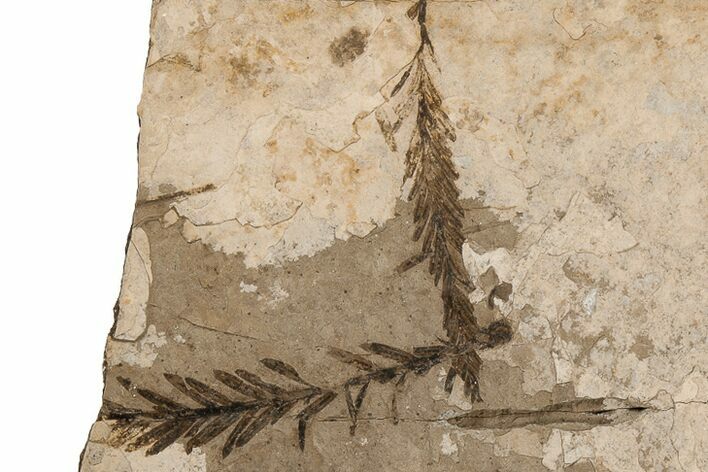 Metasequoia Fossil Plate - McAbee Fossil Beds, BC #215723